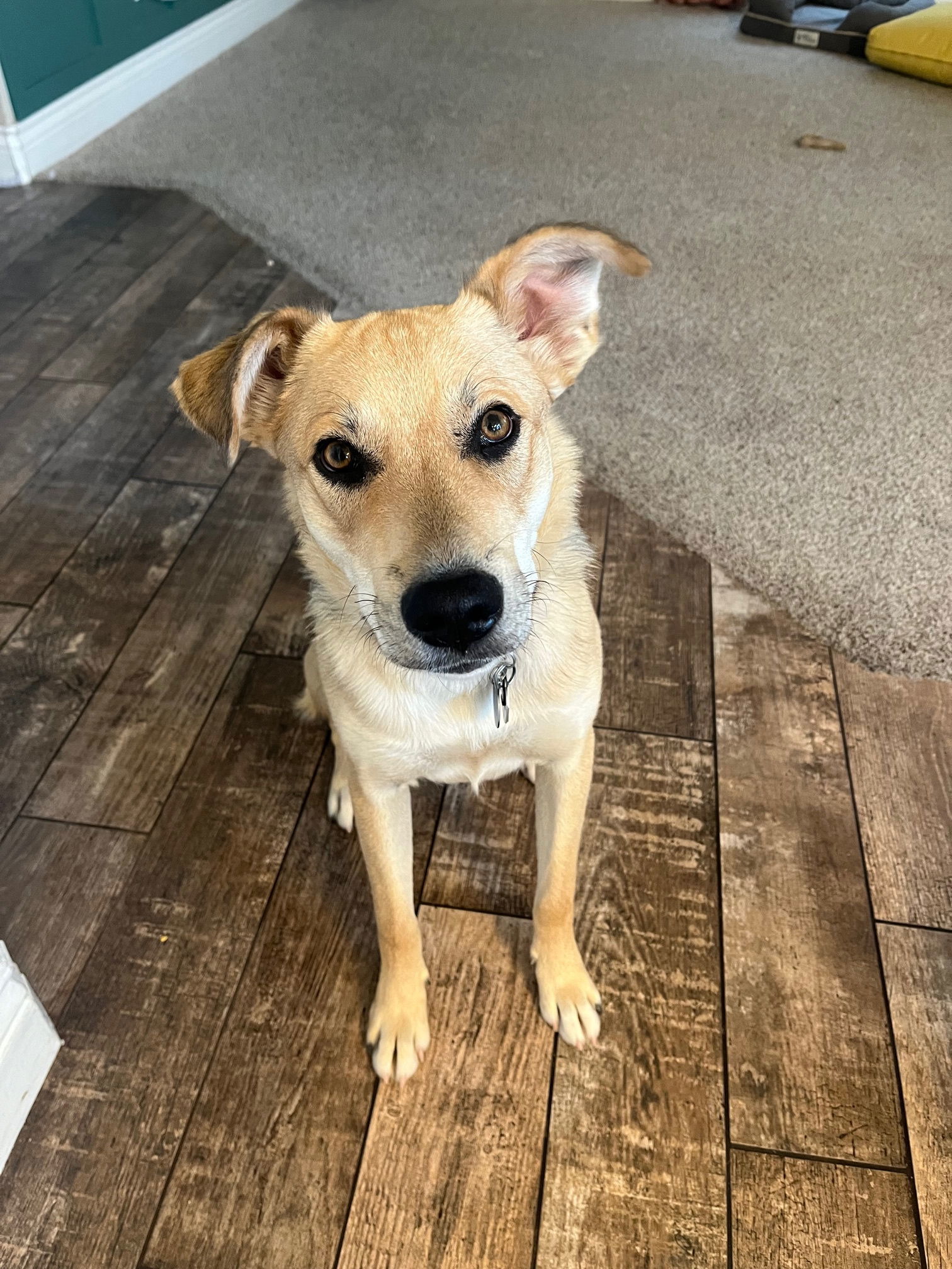 Brinkley, an adoptable Australian Cattle Dog / Blue Heeler in Salt Lake City, UT, 84171 | Photo Image 1
