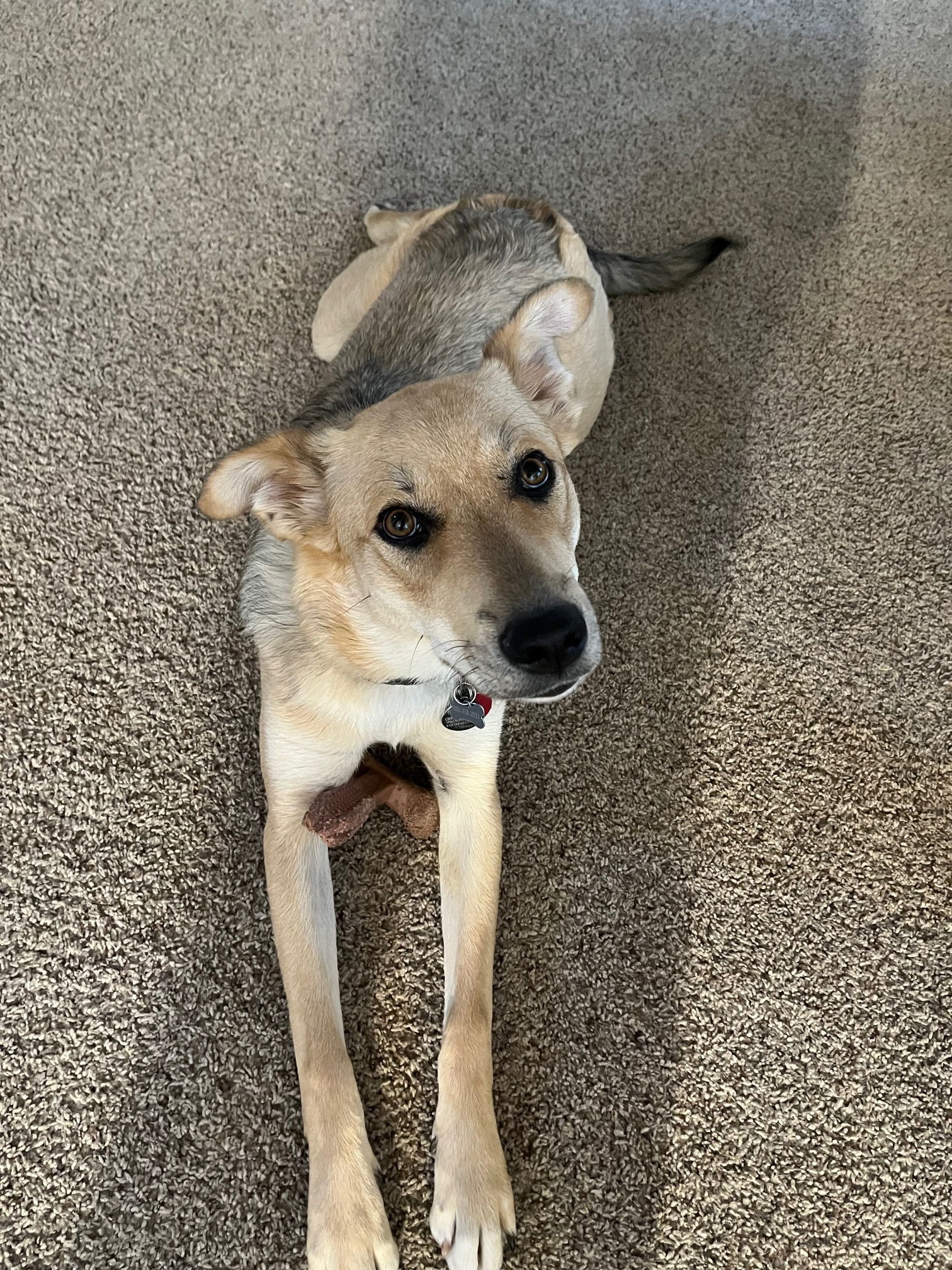 Brinkley, an adoptable Australian Cattle Dog / Blue Heeler in Salt Lake City, UT, 84171 | Photo Image 2