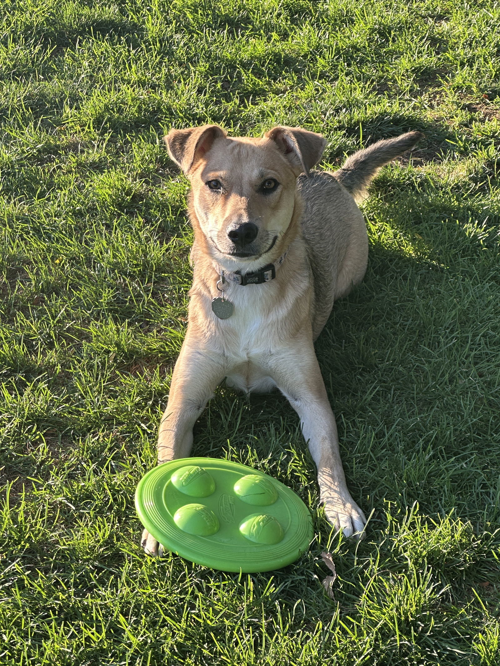 Brinkley, an adoptable Australian Cattle Dog / Blue Heeler in Salt Lake City, UT, 84171 | Photo Image 3