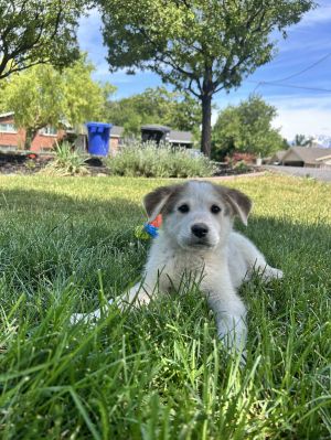 Lil&#39; Brother, Baby Male Australian Shepherd