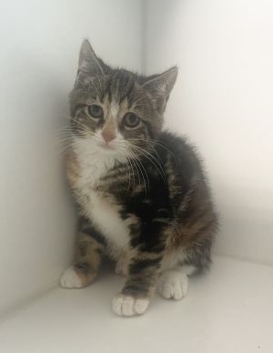 Emmy, Baby Female Domestic Short Hair