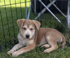 Nina, Young Female Terrier