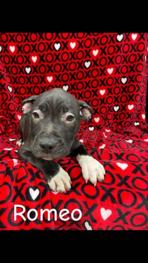 Romeo, Young Male Pit Bull Terrier