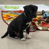 Romeo photo 2