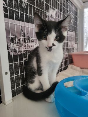 Clover, Young Male Domestic Short Hair