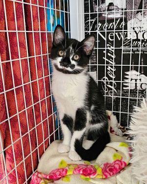 Mr. Mustache