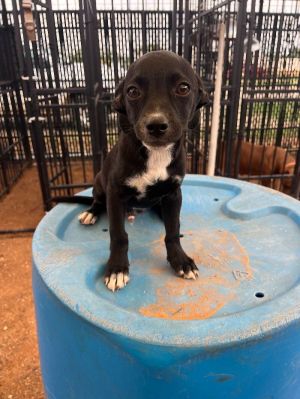 Stewie, Young Male Chihuahua