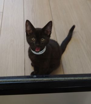 Hi Im Brian - 4 months old and full of charm Im an all-black cutie with expr