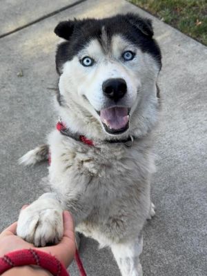 *ELIO, Adult Male Siberian Husky