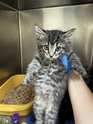 Primary Color Grey Tabby Weight 24375lbs Age 0yrs 0mths 11wks