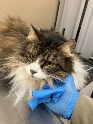 Primary Color Tabby Secondary Color White Weight 14lbs Animal has been Spayed