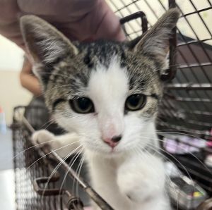 Primary Color Brown Tabby Secondary Color White Weight 2625lbs Age 0yrs 0mths 9wks