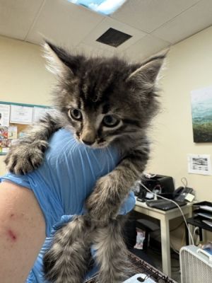 Primary Color Brown Tabby Weight 2125lbs Age 0yrs 0mths 11wks