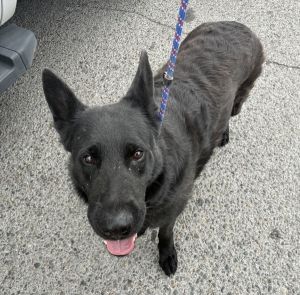 Primary Color Black Weight 73lbs Animal has been Spayed