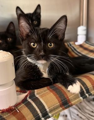 Berlioz, Baby Male Domestic Short Hair