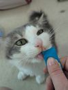 Fluffy