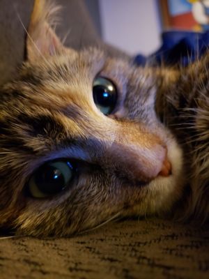 Sunny, Adult Female Domestic Short Hair