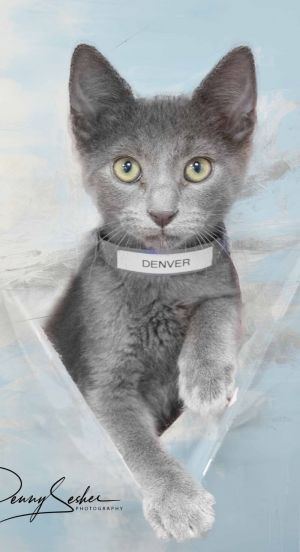 Denver, Baby Male Russian Blue