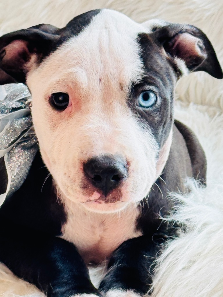 Pookie Pants