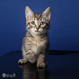 Mixology Domestic Short Hair Cat