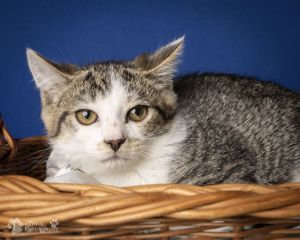 Queso Domestic Short Hair Cat