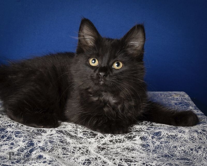 Hazel