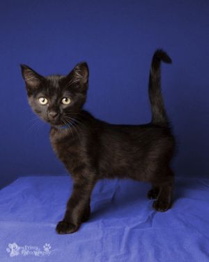 Cades Domestic Short Hair Cat