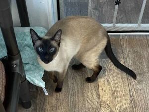 Savannah, Senior Female Siamese