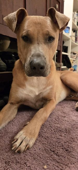 Churro, Adult Male Terrier