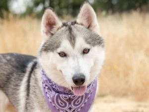 Whirl, Young Female Siberian Husky