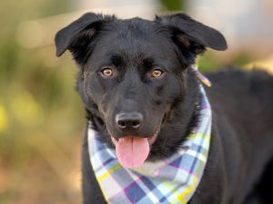 Maxwell, Young Male Labrador Retriever