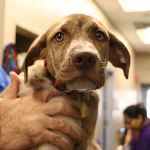 Minnie, Baby Female Mixed Breed