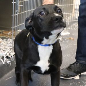Boomerang, Baby Male Mixed Breed