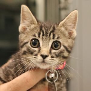 Nandi, Baby Female Domestic Short Hair