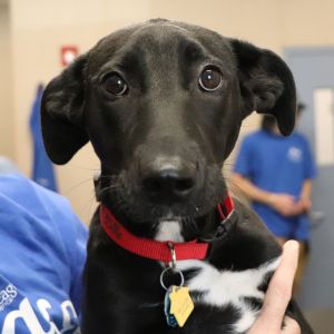 Cypress, Baby Female Mixed Breed