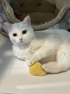 Snow, Young Female Domestic Short Hair