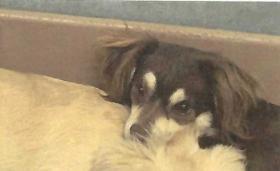 Hersey (A114075), Adult Female Chihuahua