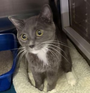 Vash, Young Female Domestic Short Hair