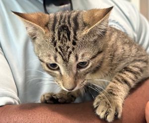 Edgar, Baby Male Domestic Short Hair