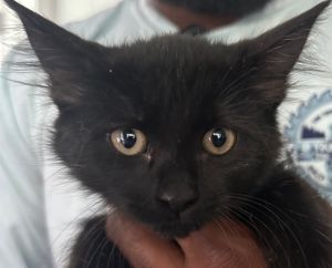 Melia Domestic Medium Hair Cat