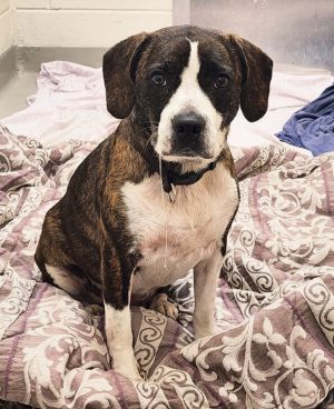 Hope, Young Female Boxer