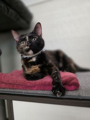 Lilah, Young Female Domestic Short Hair