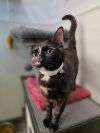 Lilah photo 3