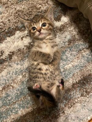 Flora, Baby Female Domestic Short Hair
