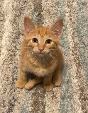 Tuck, Baby Male Domestic Short Hair