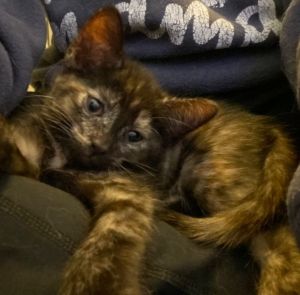 Atta, Baby Female Domestic Short Hair