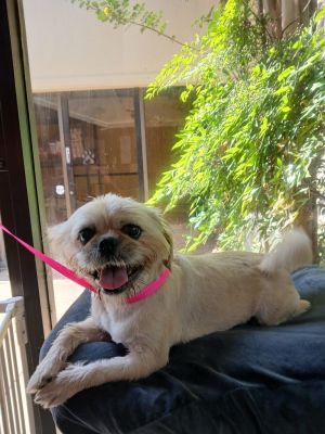Slim, Adult Male Pug