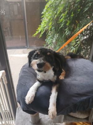 Lolo, Young Female Australian Shepherd