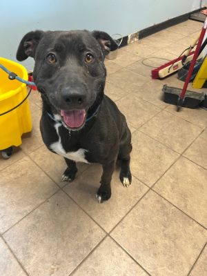 Audrey, Young Female Pit Bull Terrier