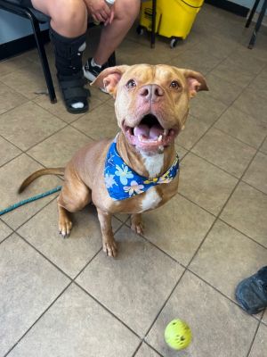 Bambi, Young Female Pit Bull Terrier